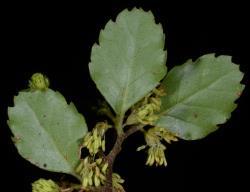 Image: P.B. Heenan © Landcare Research 2014 